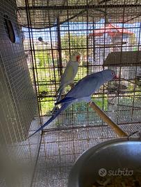 Coppie parrocchetti dal collare