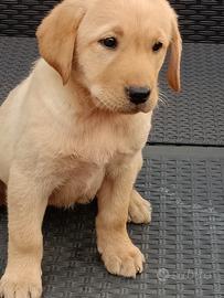 Labrador retriever