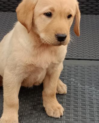 Labrador retriever