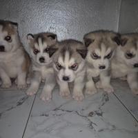 Cuccioli huski siberiano