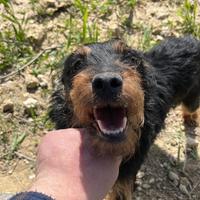 Jagd terrier