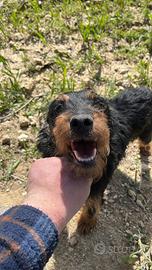 Jagd terrier