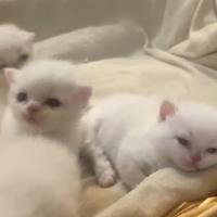 British Longhair