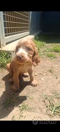 Cocker Spaniel