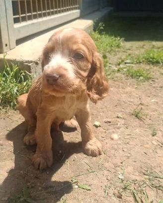Cocker Spaniel