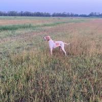 Pointer
