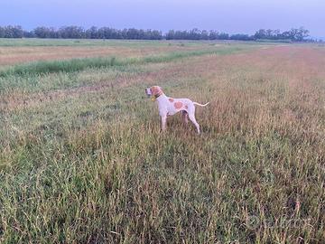 Pointer