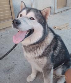 Accoppiamento Husky malamute gigante