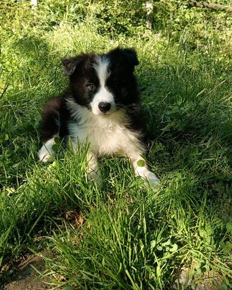 Border Collie cuccioli pedigree Super Top Star