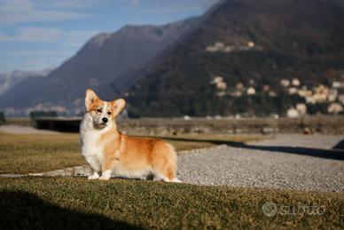 Welsh corgi Pembroke maschio adulto