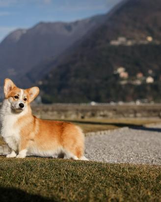 Welsh corgi Pembroke maschio adulto