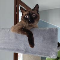 Gatto europeo incrocio siamese