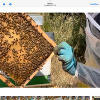 Api (nuclei da 6 telai)