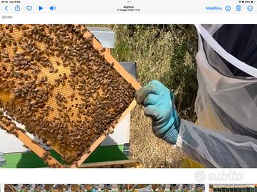 Api (nuclei da 6 telai)