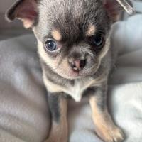 Chihuahua Pedigree Enci