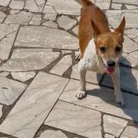 Jack Russell