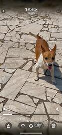Jack Russell