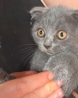 Ultima femmina Scottish fold blu con occhi arancio