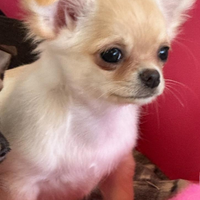 Chihuahua femmina a pelo lungo