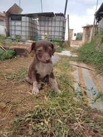 Cucciolo taglia piccola