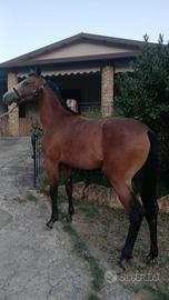 Cavalli