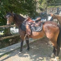 Pony