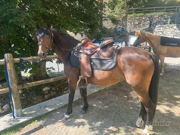 Pony