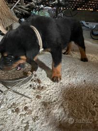 Cuccioli di Rottweiler