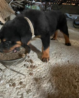 Cuccioli di Rottweiler