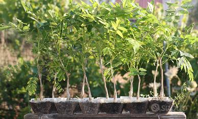 Piantine Prebonsai Glicine