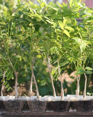 Piantine Prebonsai Glicine