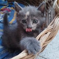 Gatto certosino simil