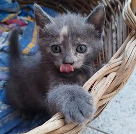 Gatto certosino simil