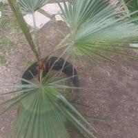 Palma Washingtonia