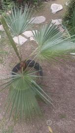 Palma Washingtonia