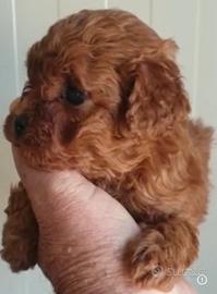 Cuccioli barboncino mini toy garantiti muso corto