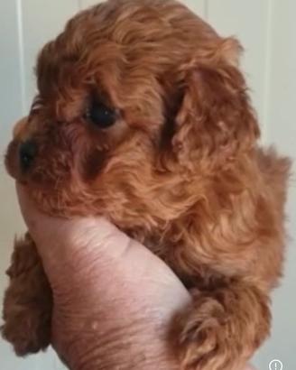 Cuccioli barboncino mini toy garantiti muso corto