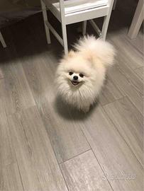 Volpino della Pomerania disponibile per accopp