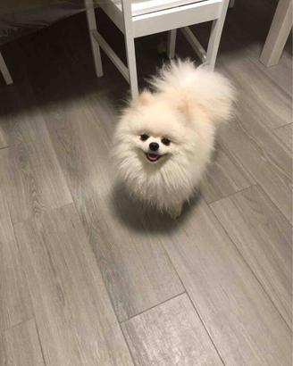Volpino della Pomerania disponibile per accopp