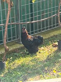 Gallo