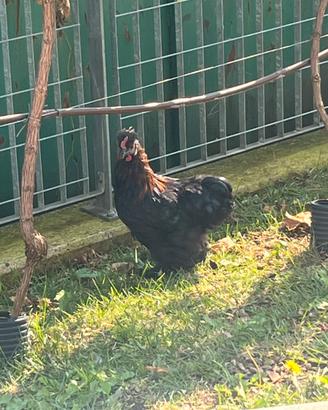 Gallo