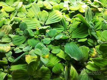 Pesciolini Guppy, Piantine di pistia e lumache