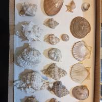 Collezione di Conchiglie Marine da Esposizione