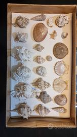 Collezione di Conchiglie Marine da Esposizione