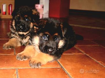 Cuccioli di Pastore Tedesco
