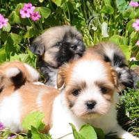 Maltipoo .Barboncino . no LHASA APSO