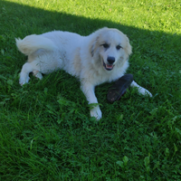 Cane da montagna dei Pirenei familiari