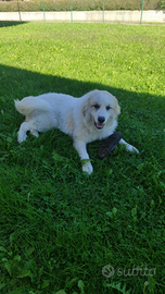 Cane da montagna dei Pirenei familiari