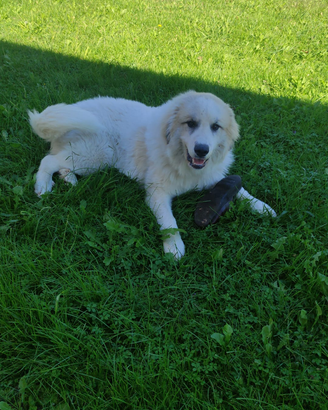 Cane da montagna dei Pirenei familiari