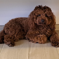 Coco Barboncino